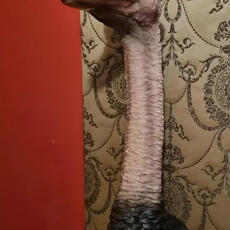 Beautiful Large Stylish Centrally Located In Dom wakacyjny